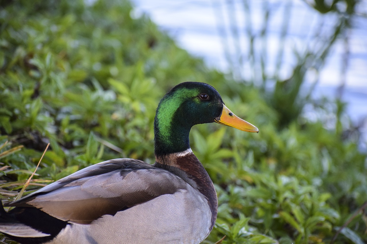 mallard duck lake free photo