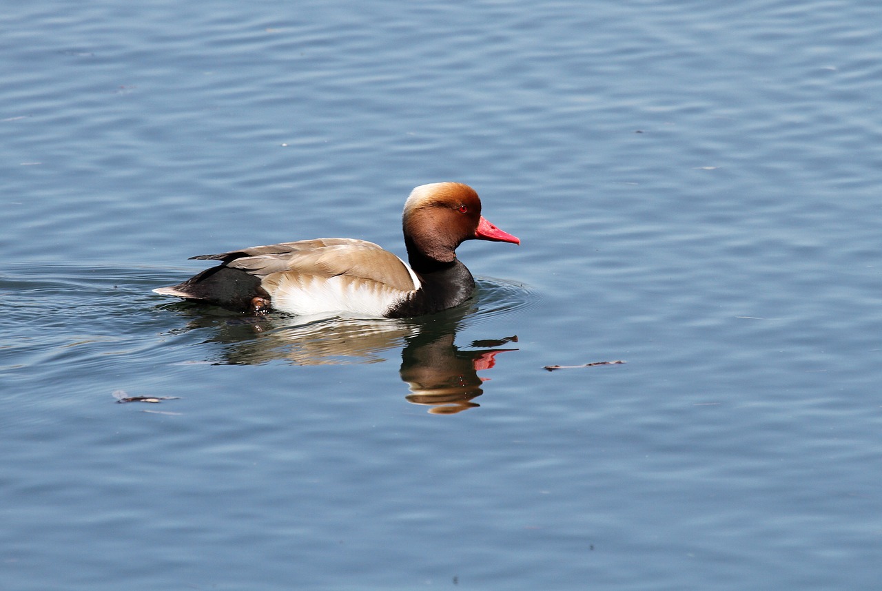 mallard duck water bird free photo