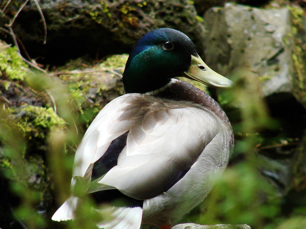 mallard duck nature free photo