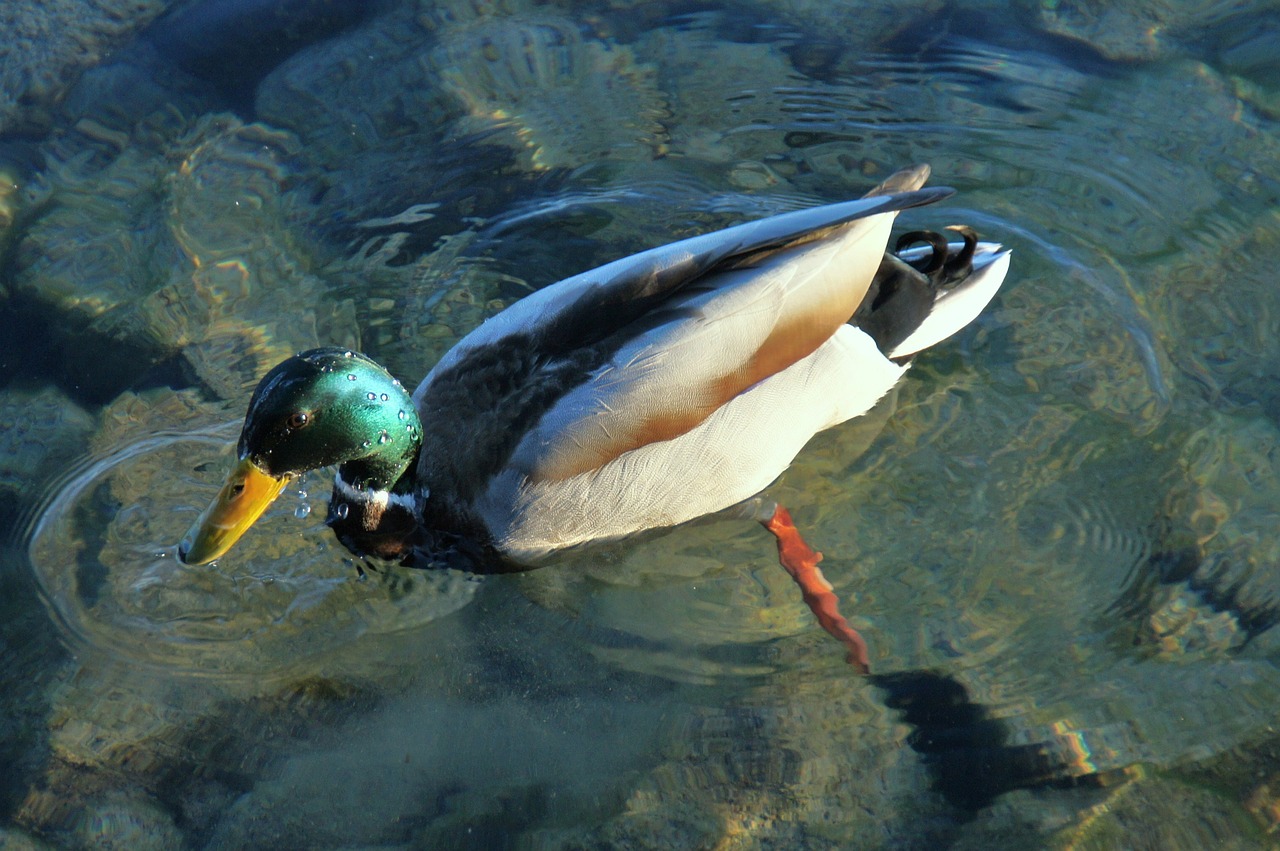 mallard drake duck free photo