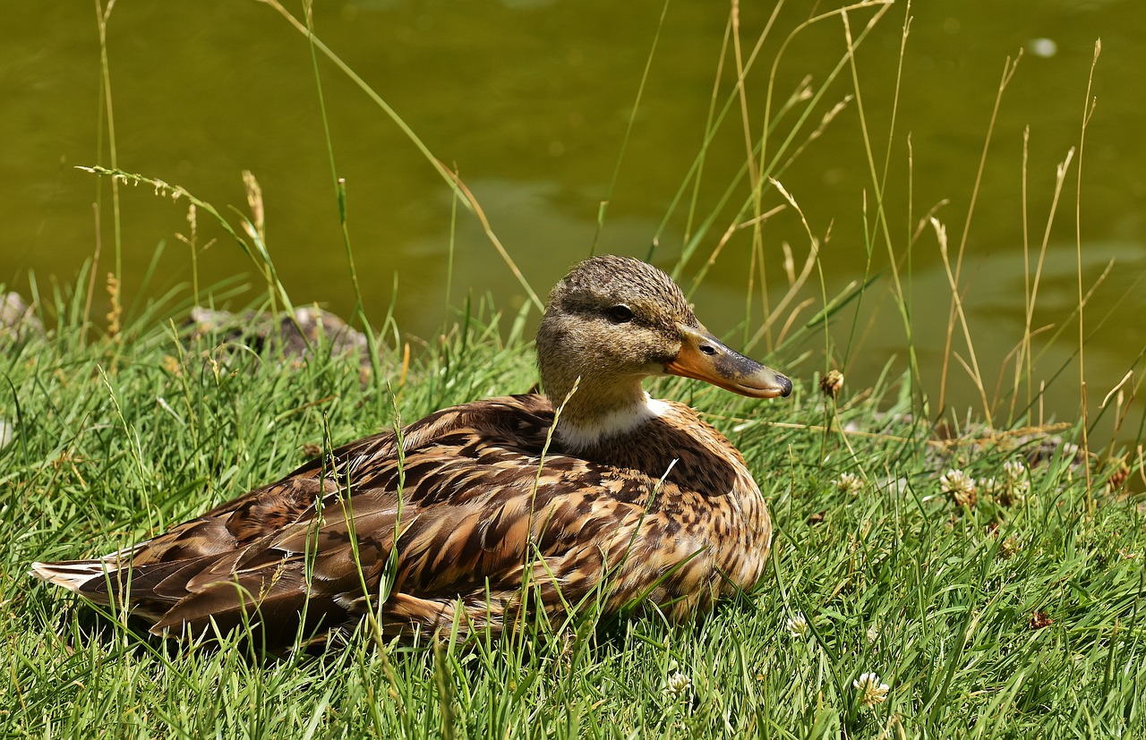 mallard bank pond free photo