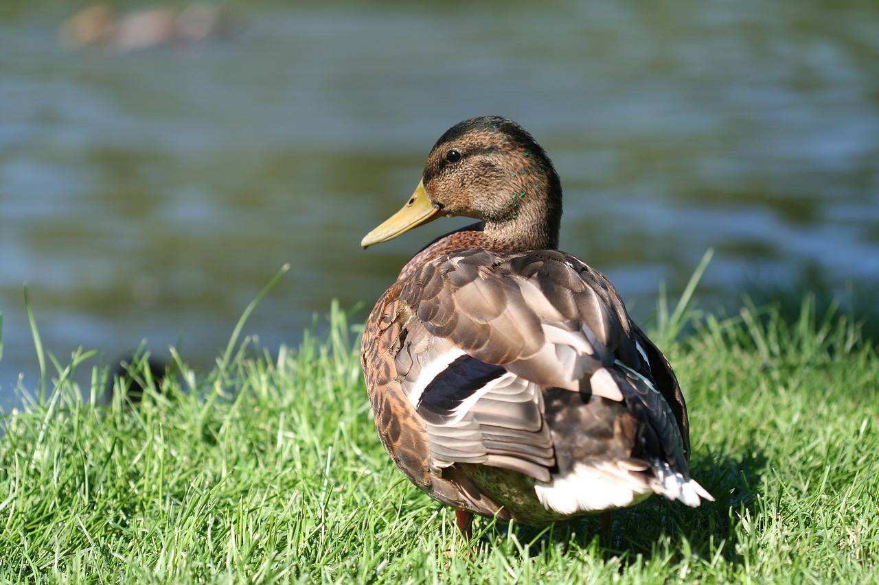 mallard bird duck free photo