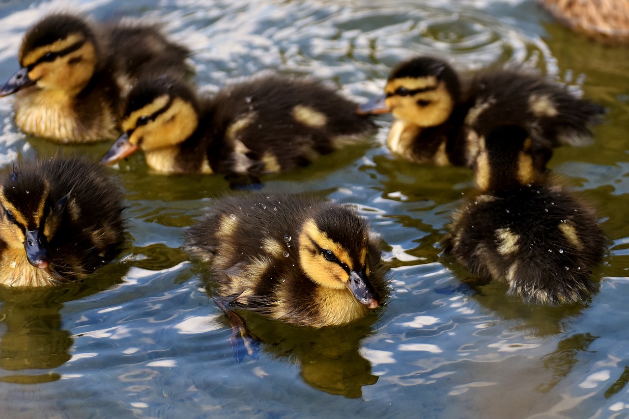 mallard chicks baby free photo