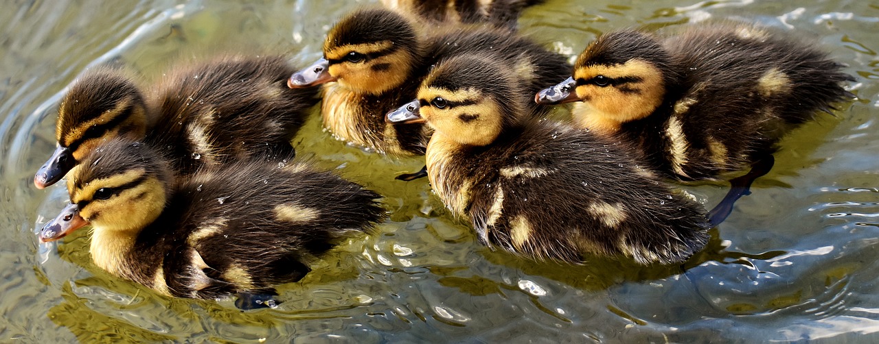 mallard chicks baby free photo