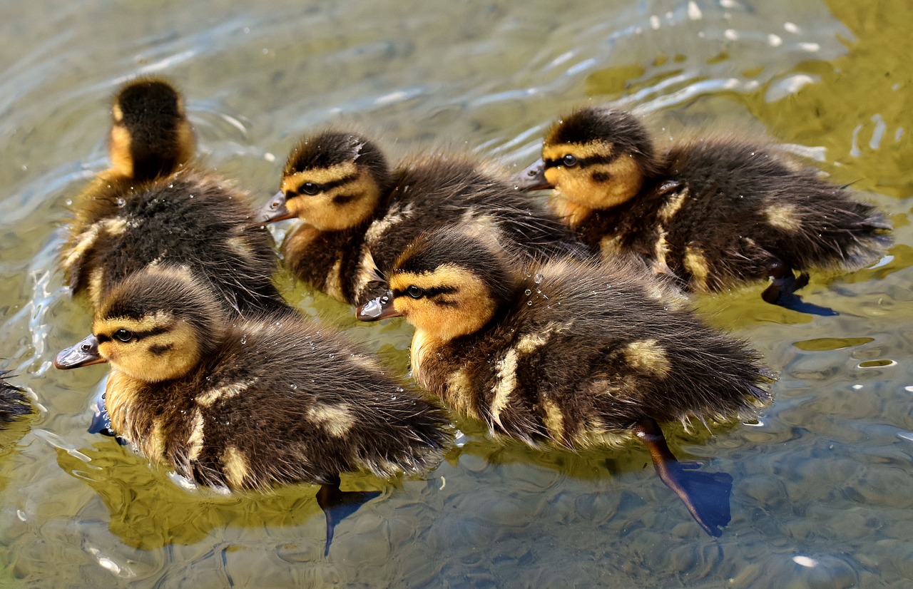 mallard chicks baby free photo