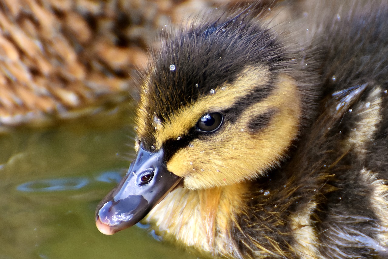 mallard chicks baby free photo