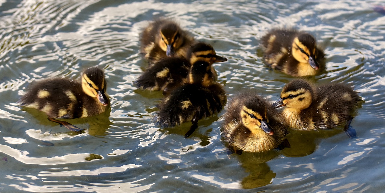 mallard chicks baby free photo