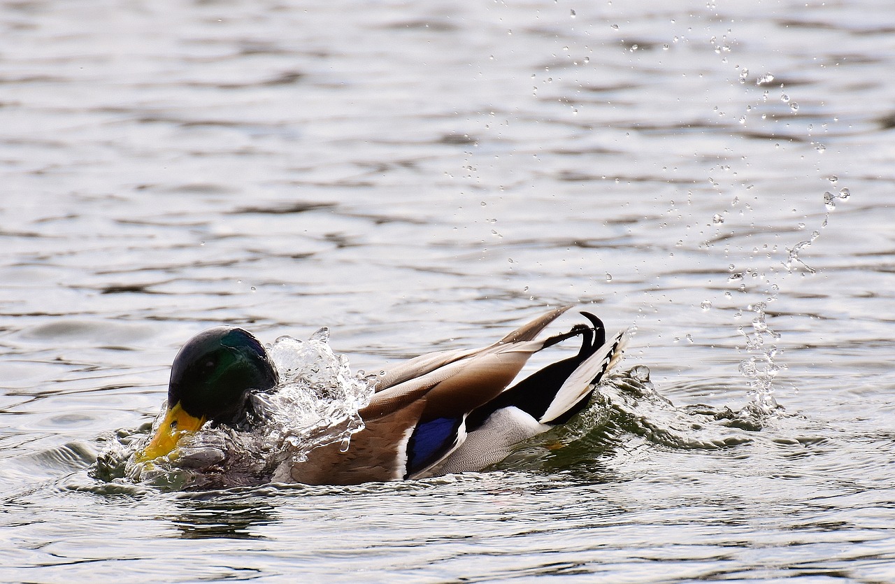 mallard drake colorful free photo