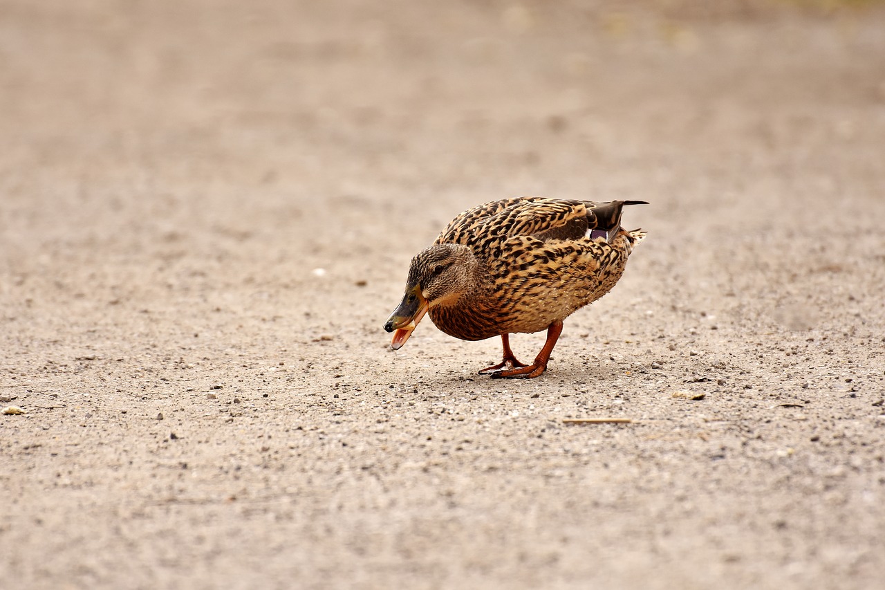 mallard cute nature free photo