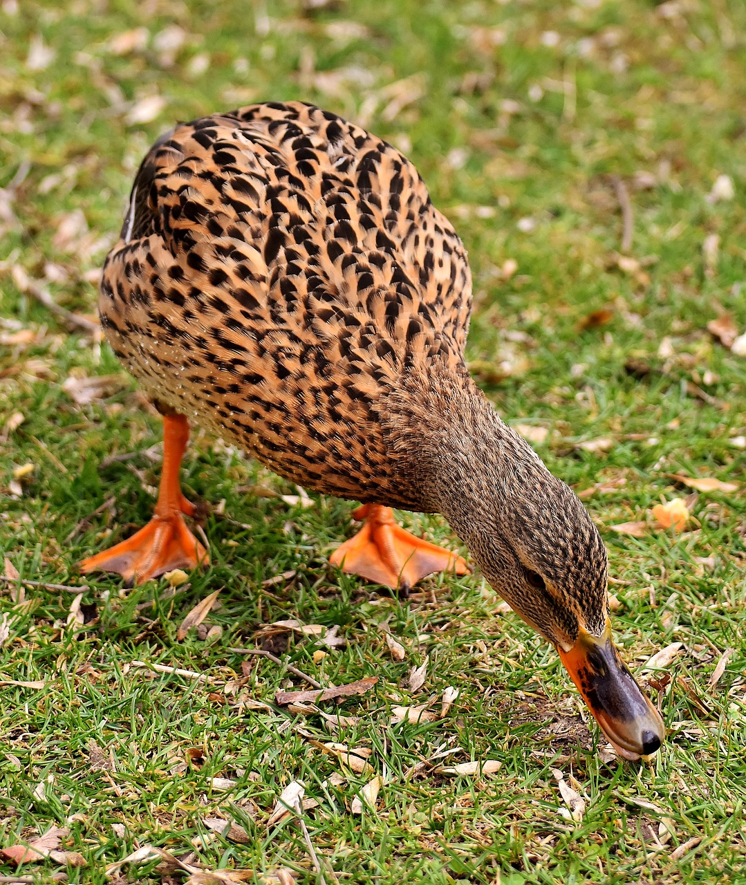 mallard cute nature free photo