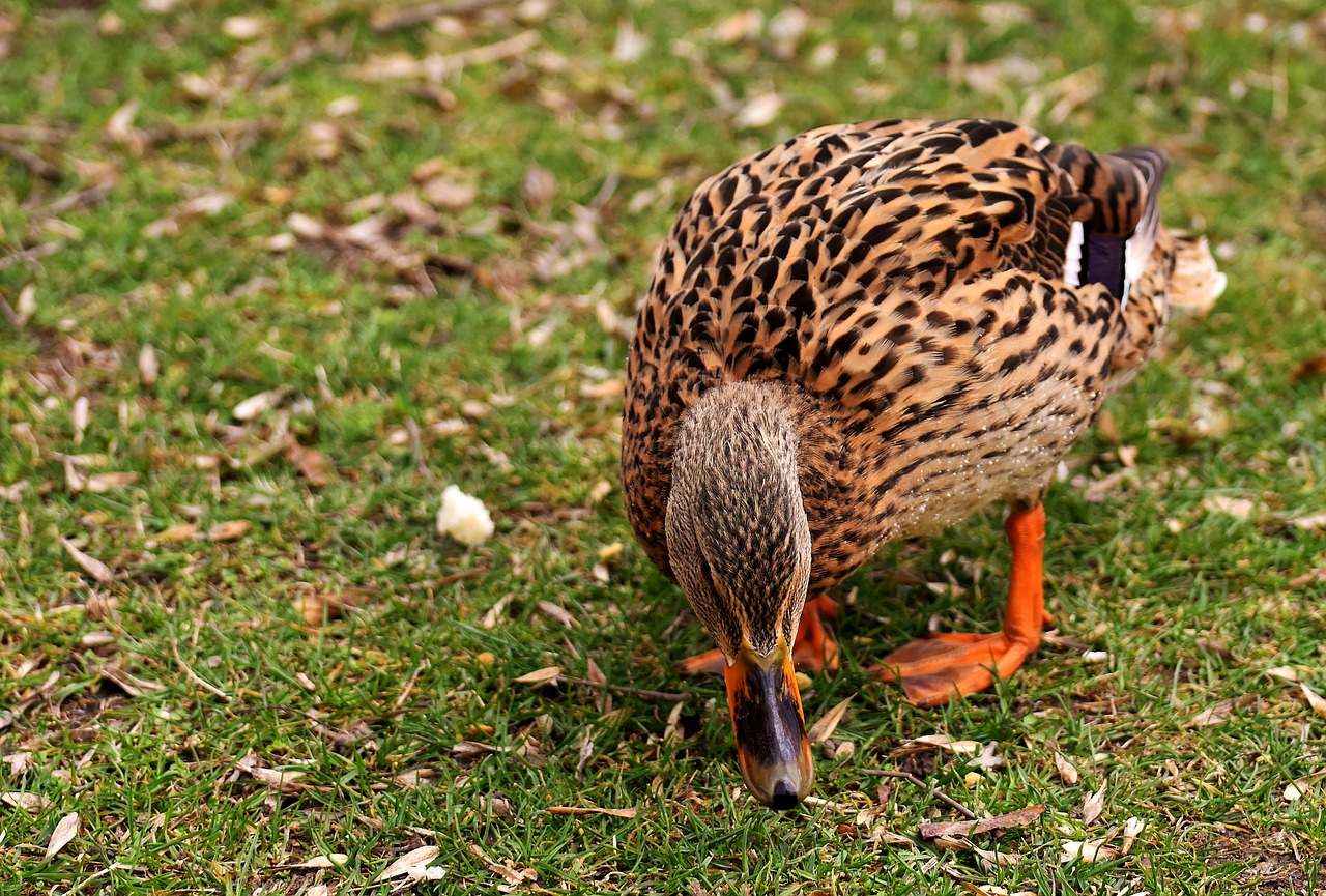 mallard cute nature free photo