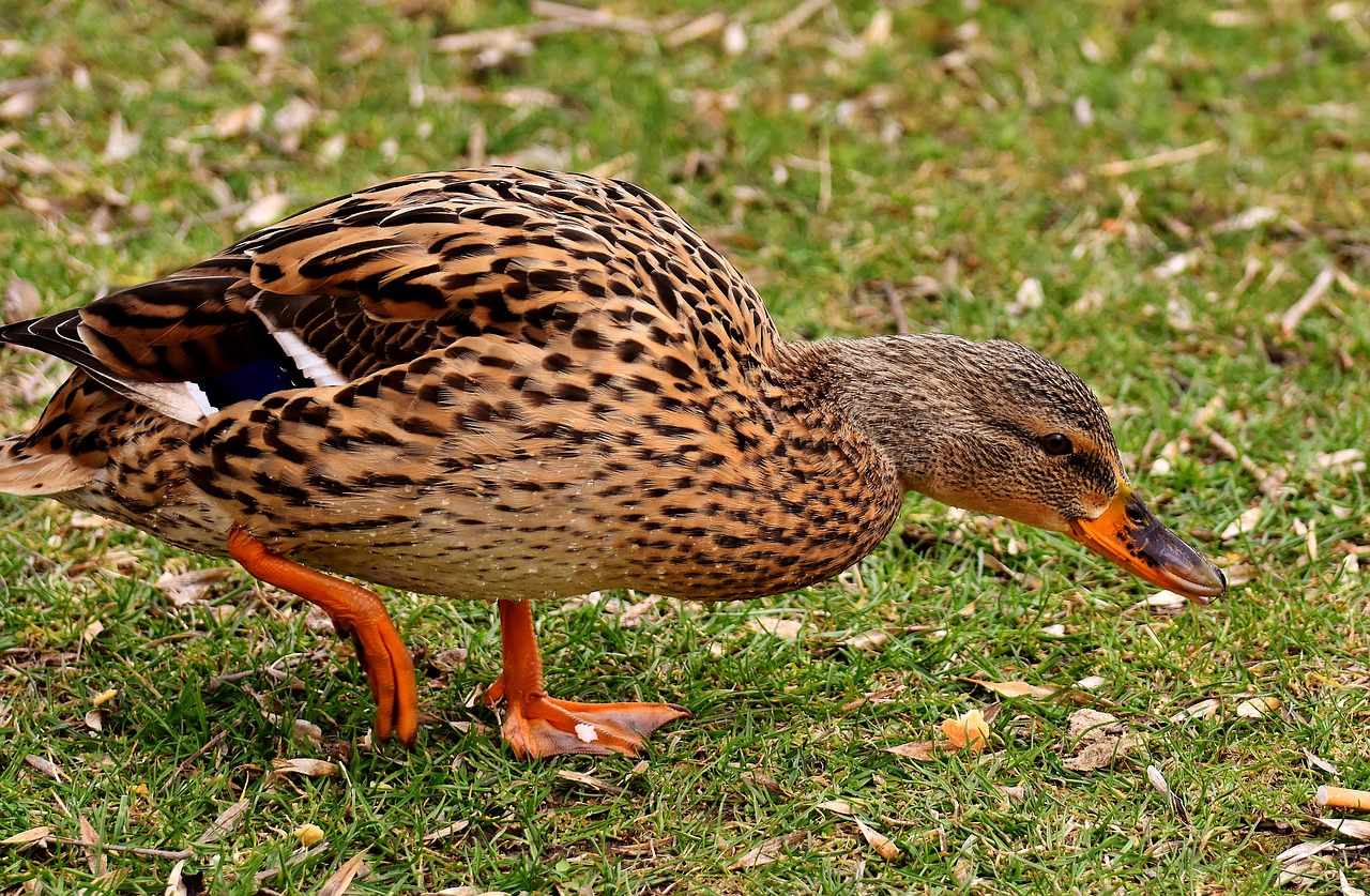 mallard cute nature free photo