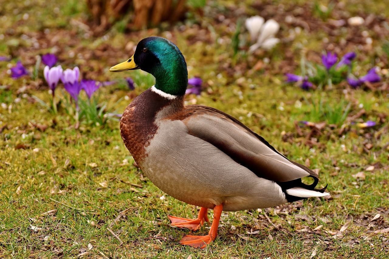 mallard drake colorful free photo