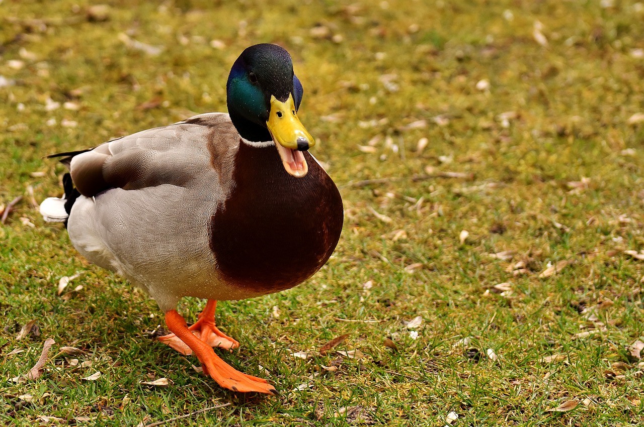 mallard drake colorful free photo