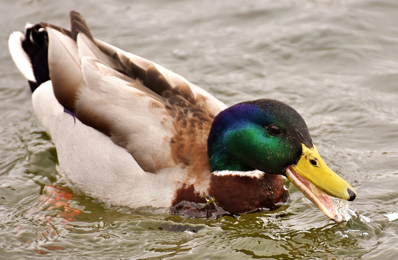 mallard drake colorful free photo