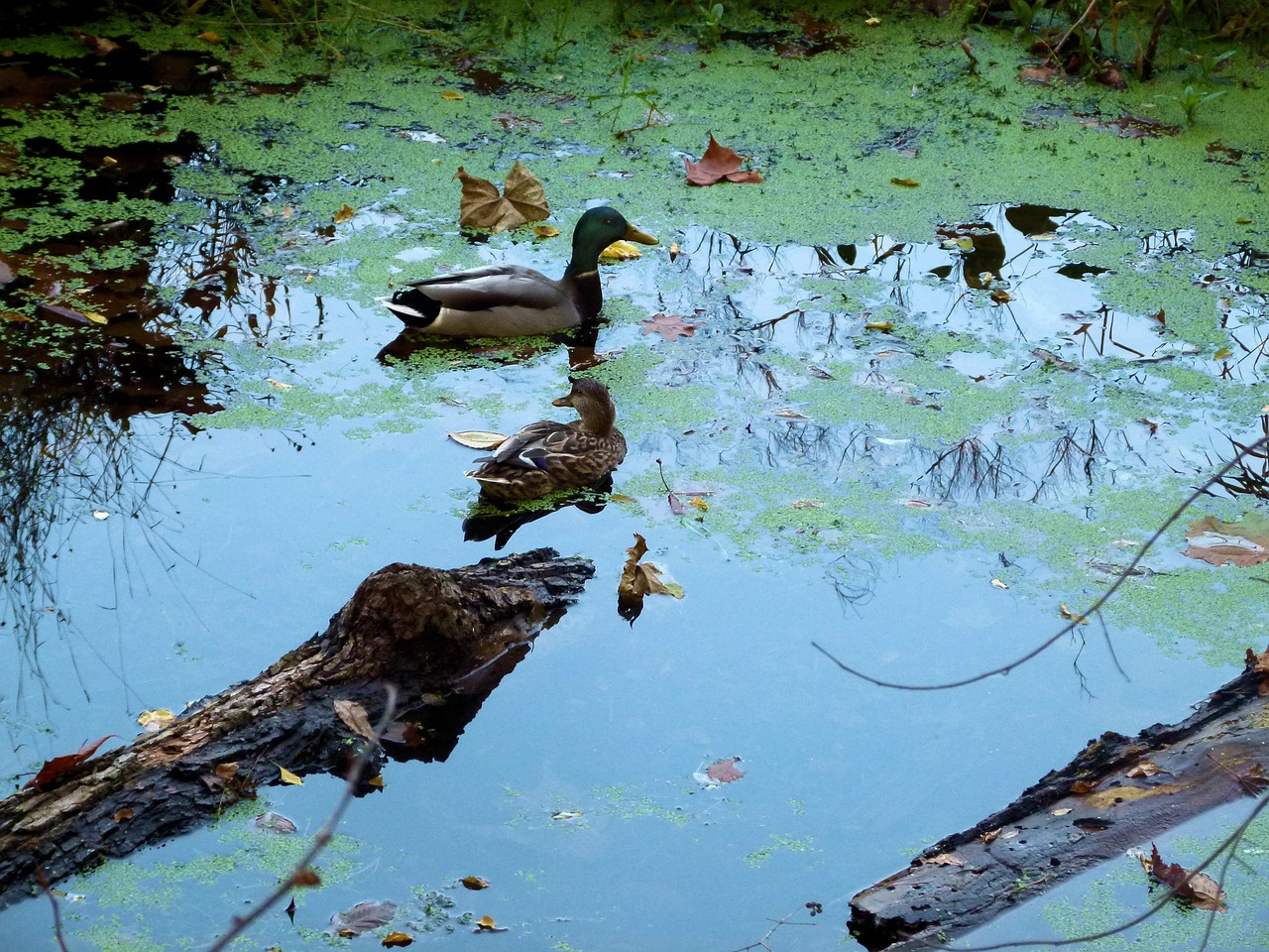 mallard duck duckweed free photo