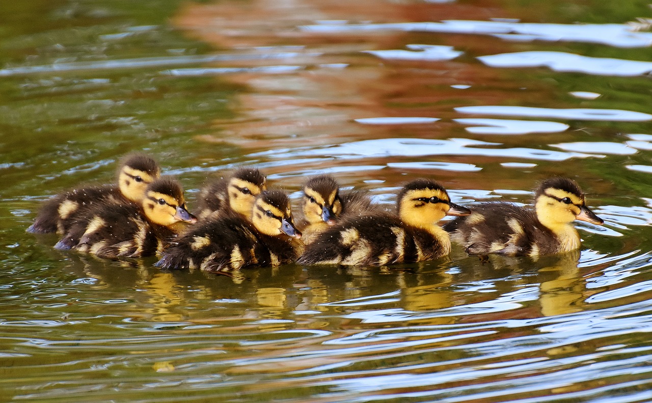 mallard chicks baby free photo