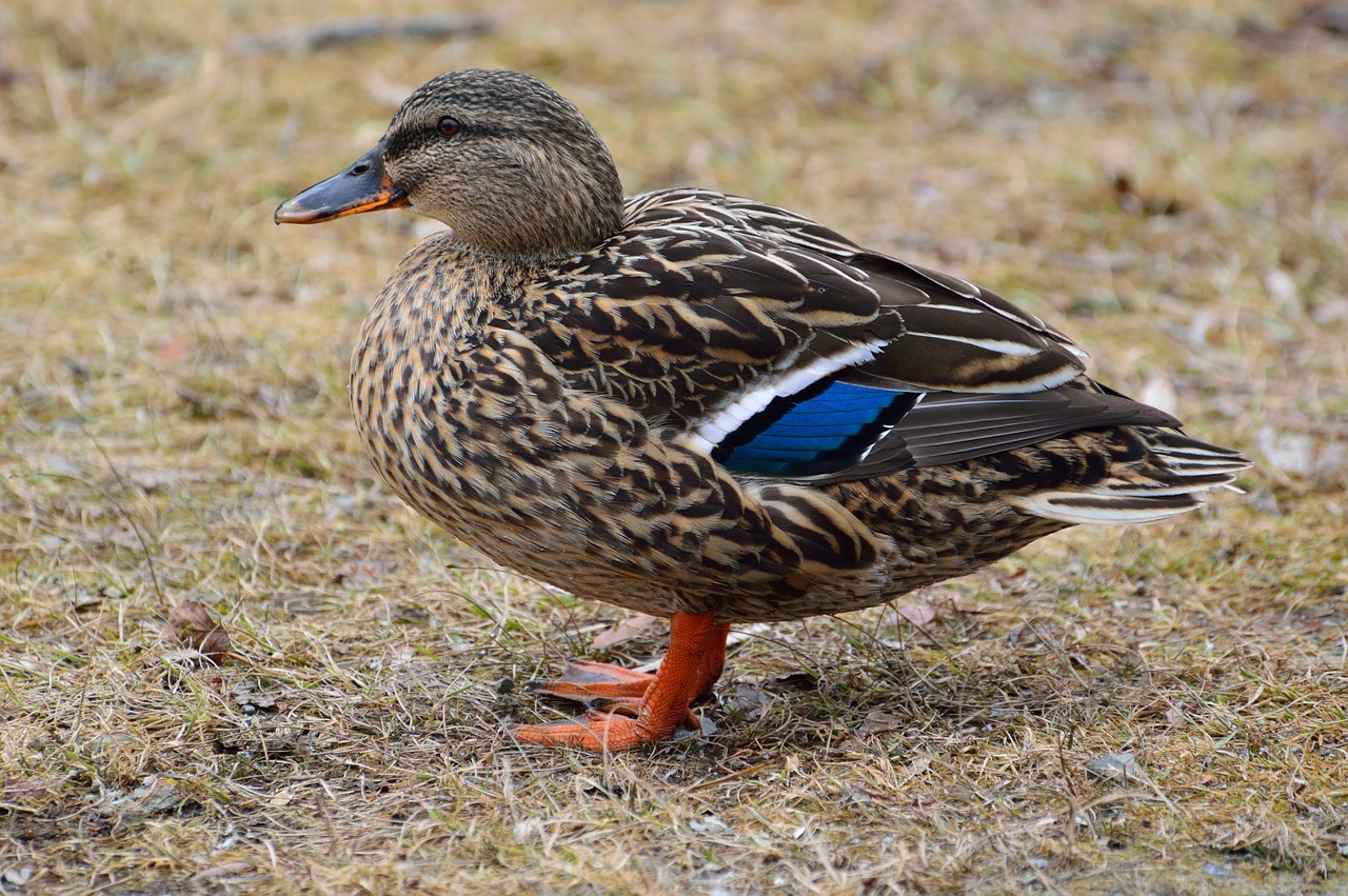 mallard duck wading bird free photo