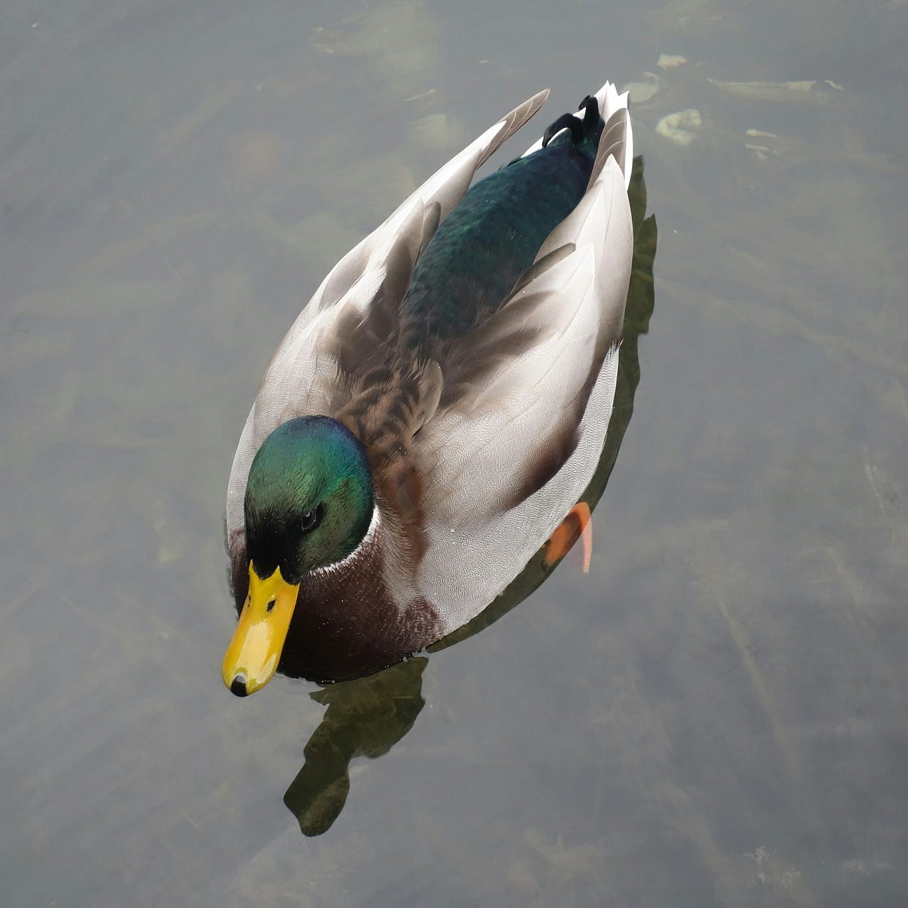 mallard duck female free photo