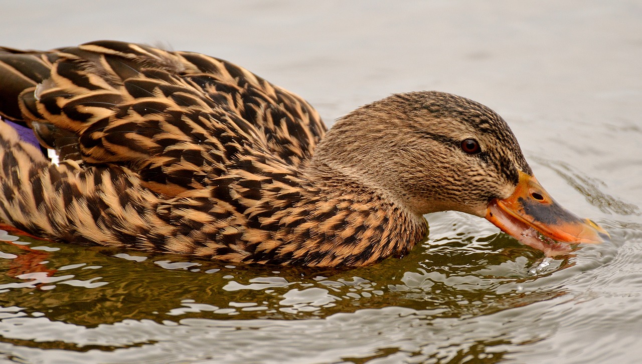 mallard water bird bird free photo