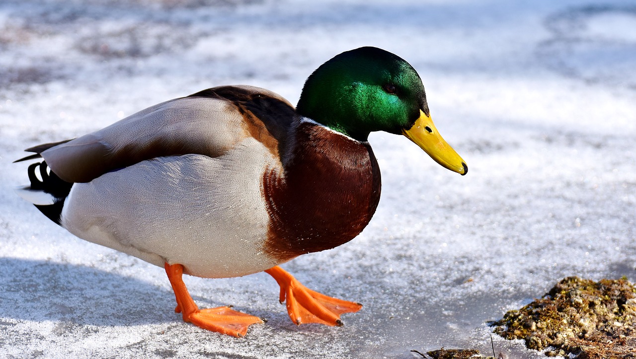 mallard males snow free photo