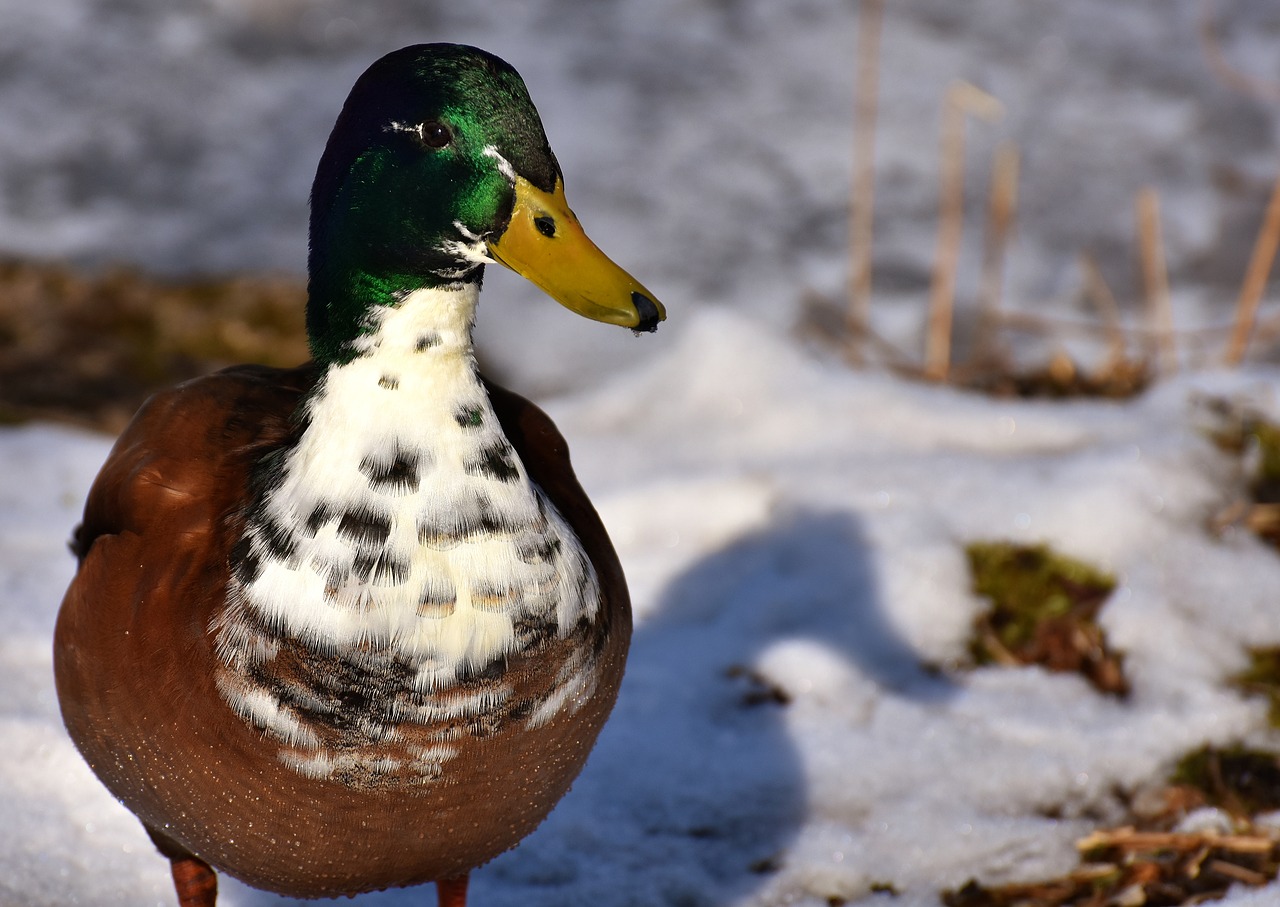 mallard males snow free photo