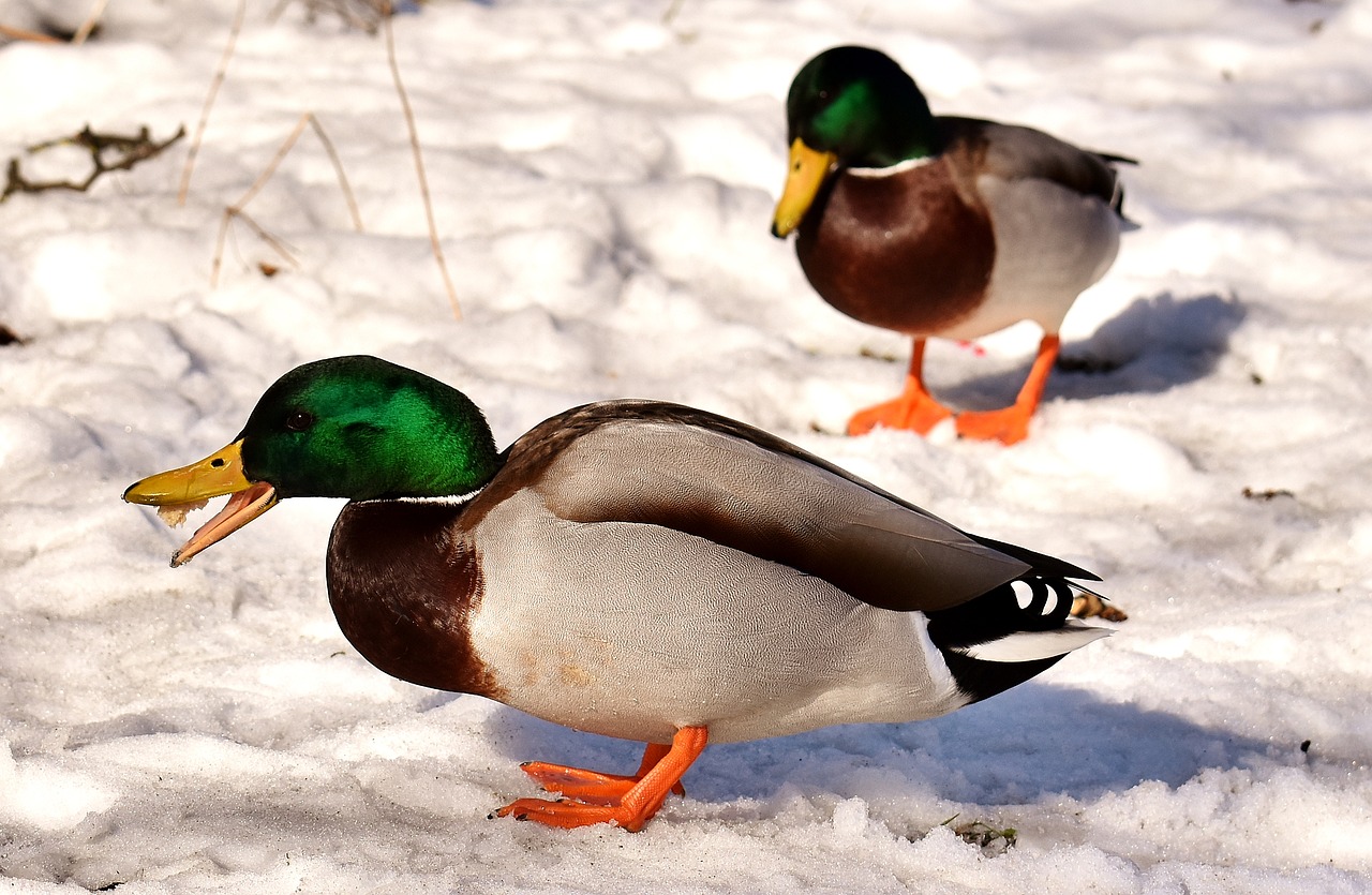 mallard males snow free photo