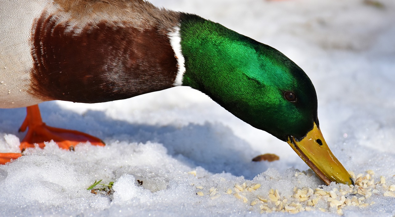 Простые утки фото. Фото утка Тива. Birds eats Ducks.