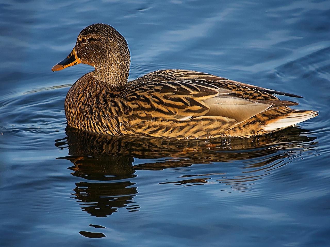 mallard duck waters free photo