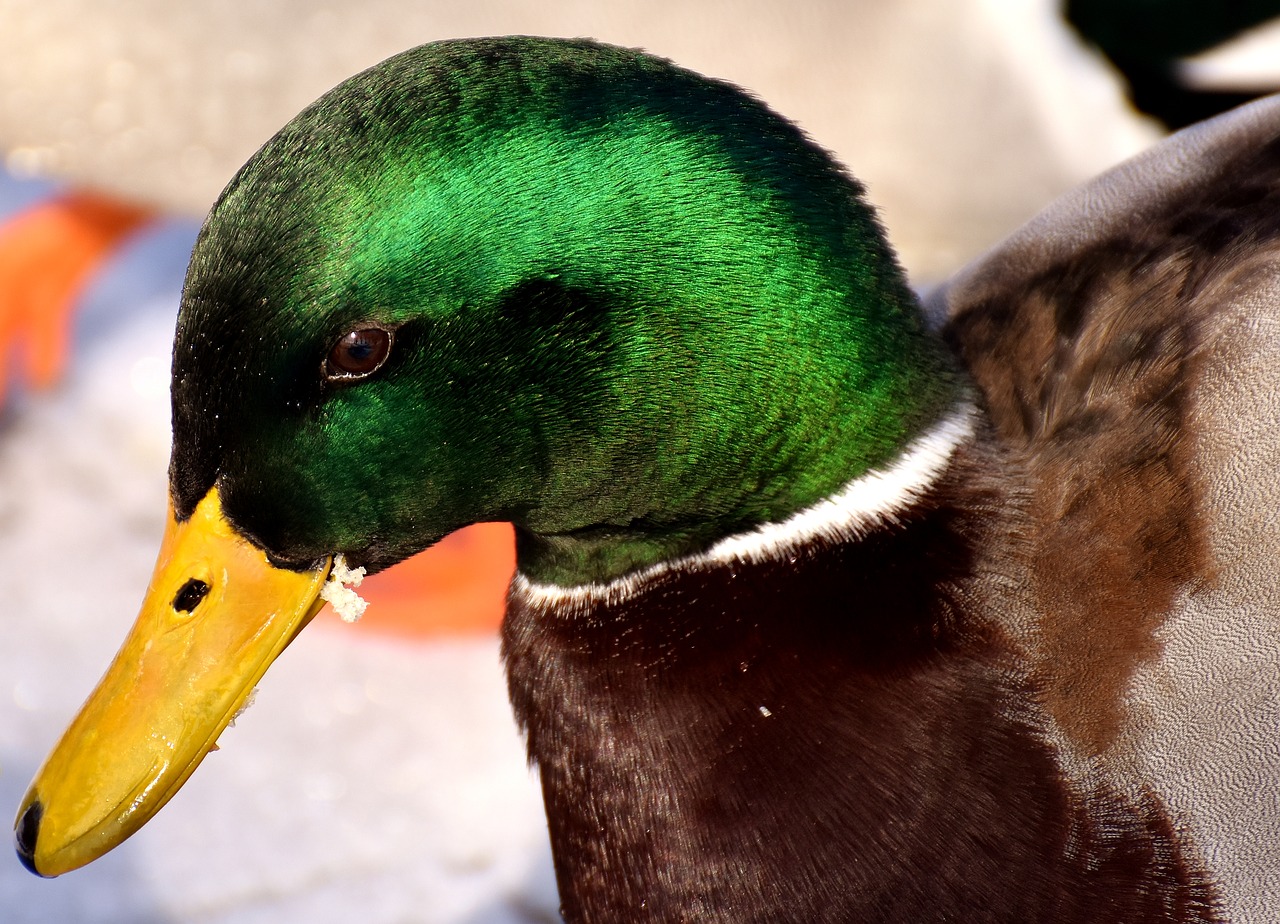 mallard males bread free photo