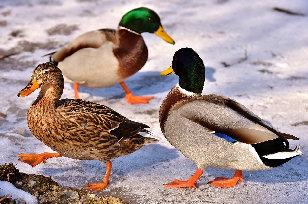 mallard female males free photo