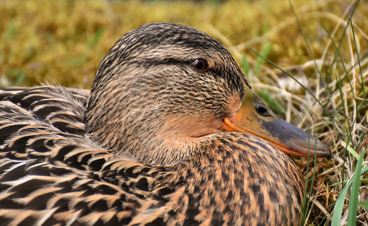 mallard  cute  nature free photo