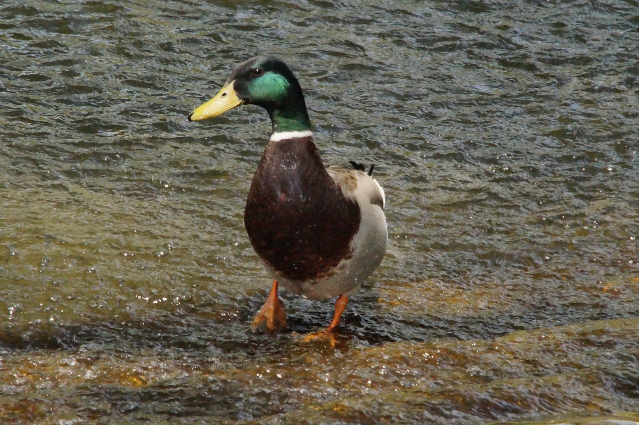 mallard drake duck free photo