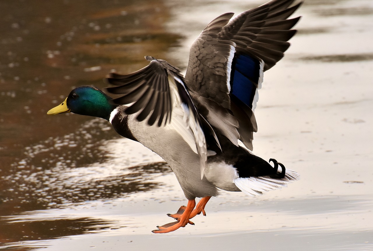 mallard  males  flying free photo