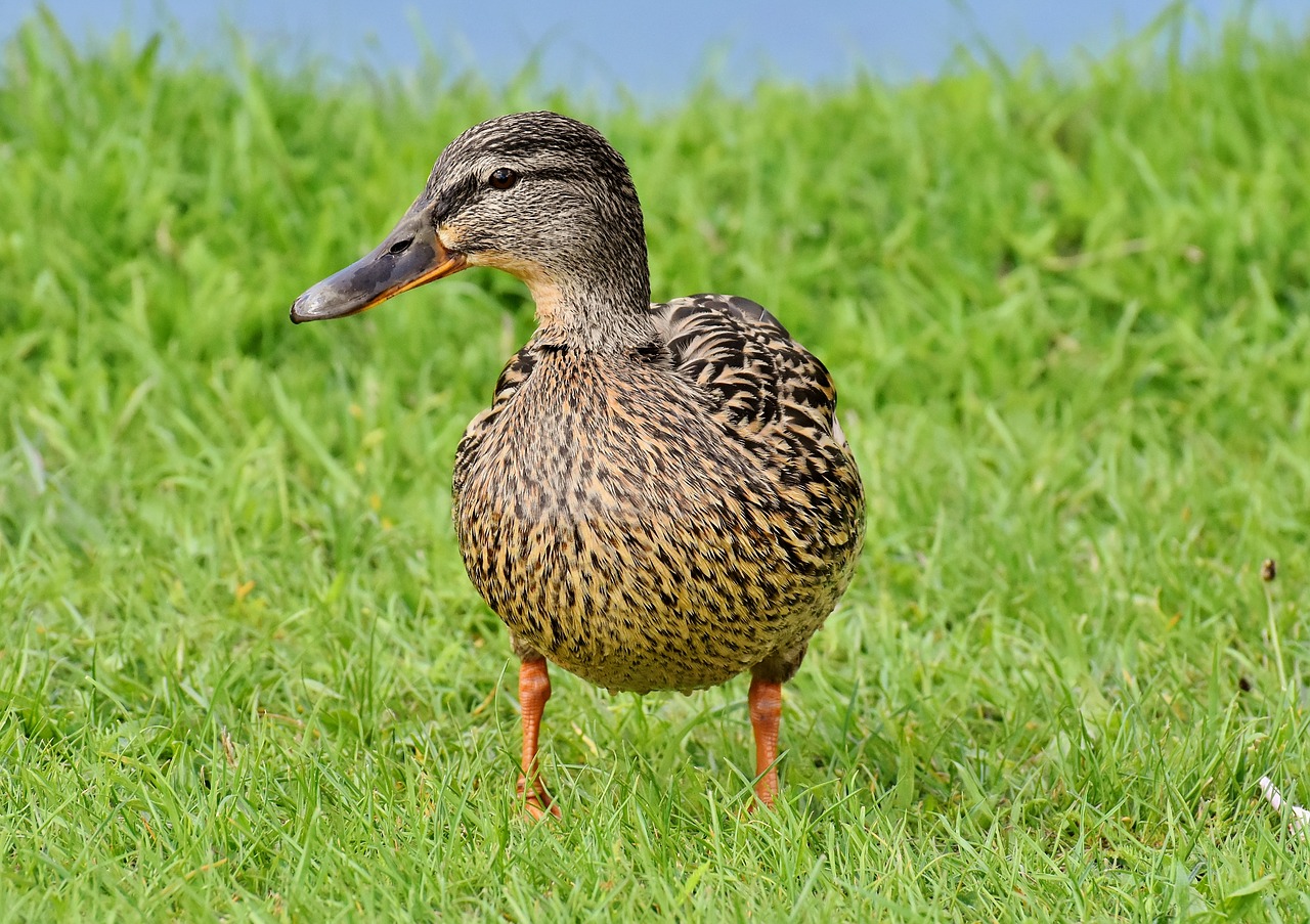 mallard  cute  nature free photo