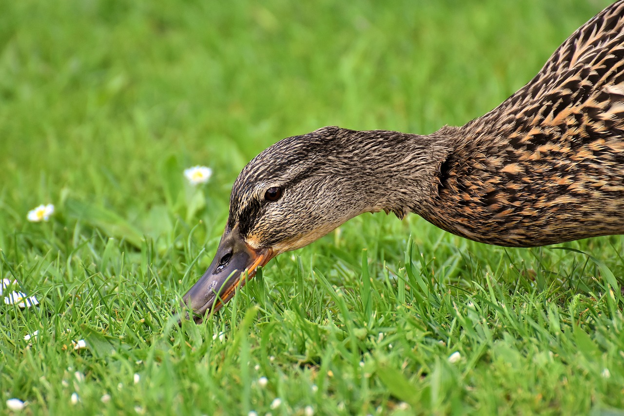 mallard  cute  nature free photo