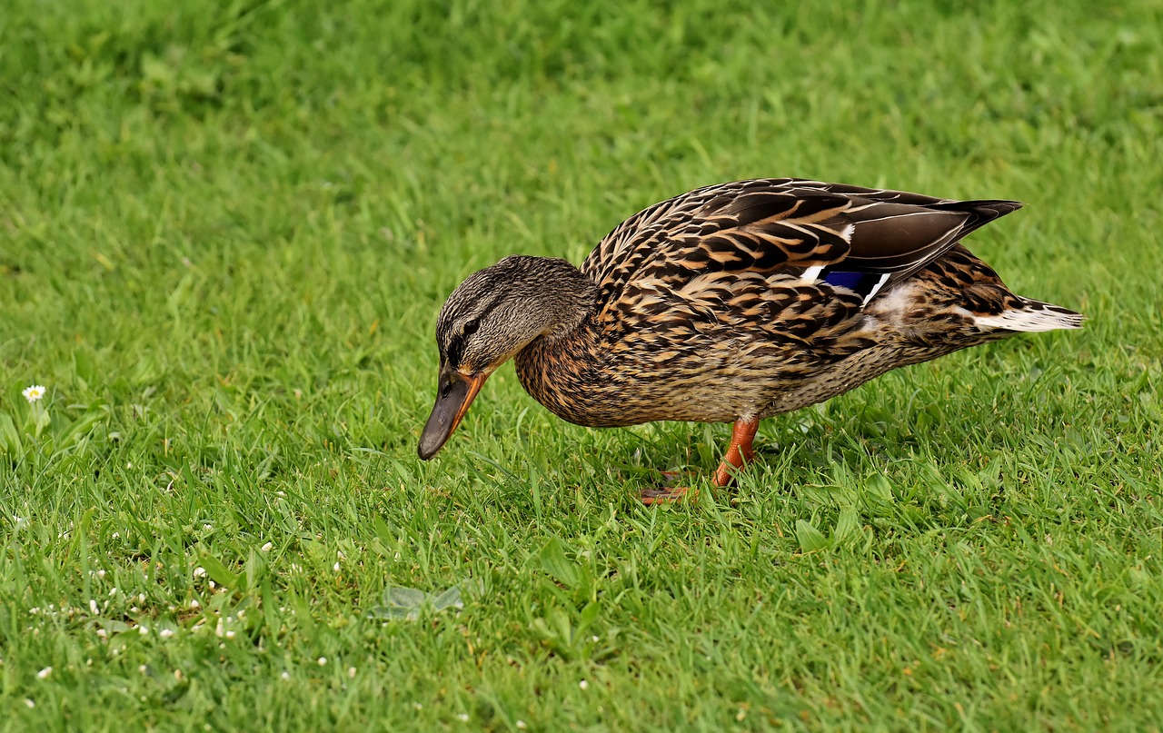 mallard  cute  nature free photo