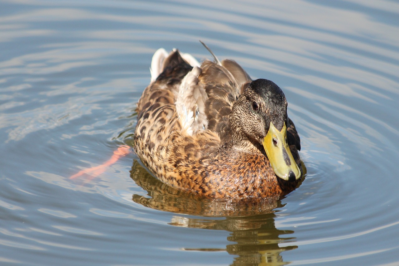 mallard  duck  anas platyrhynchos free photo