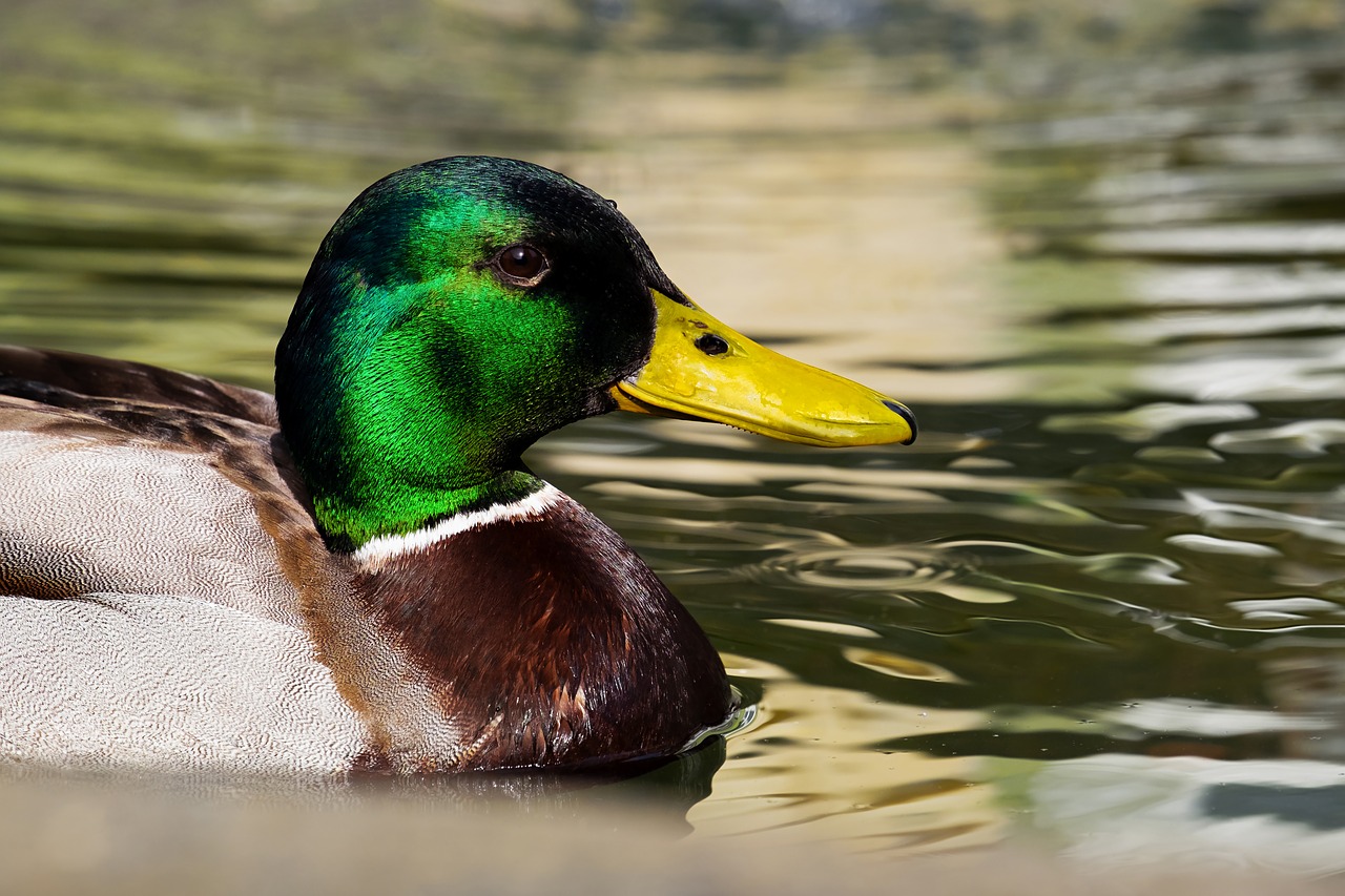 mallard  duck  anas platyrhynchos free photo
