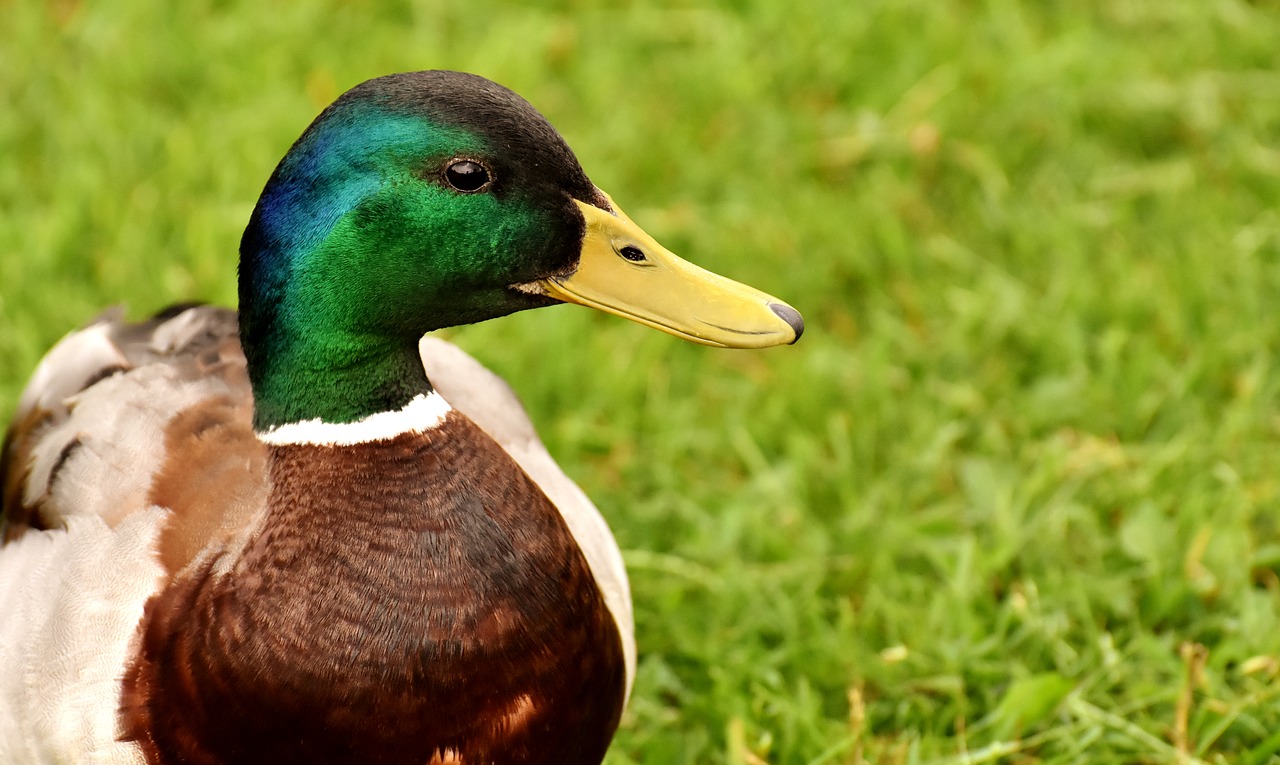 mallard  males  water bird free photo