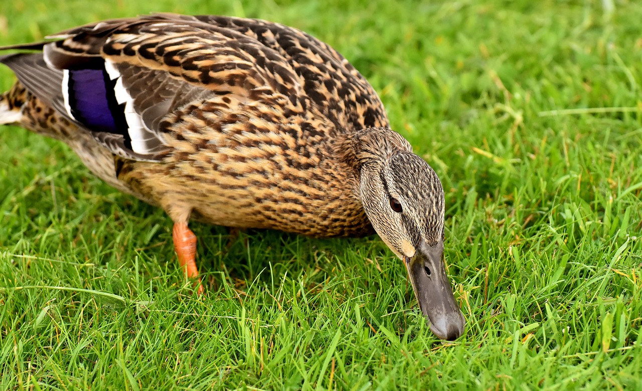 mallard  cute  nature free photo