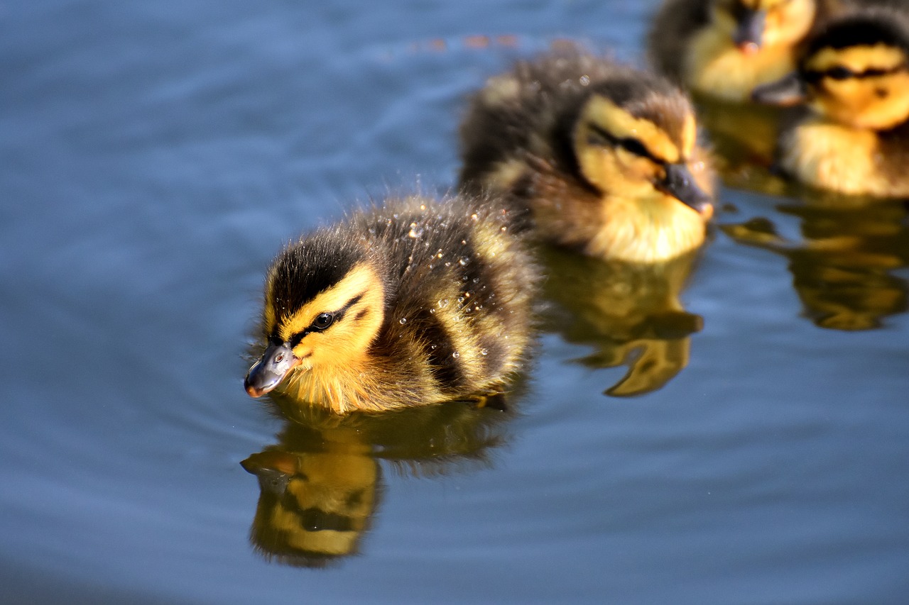 mallard  ducklings  duck free photo