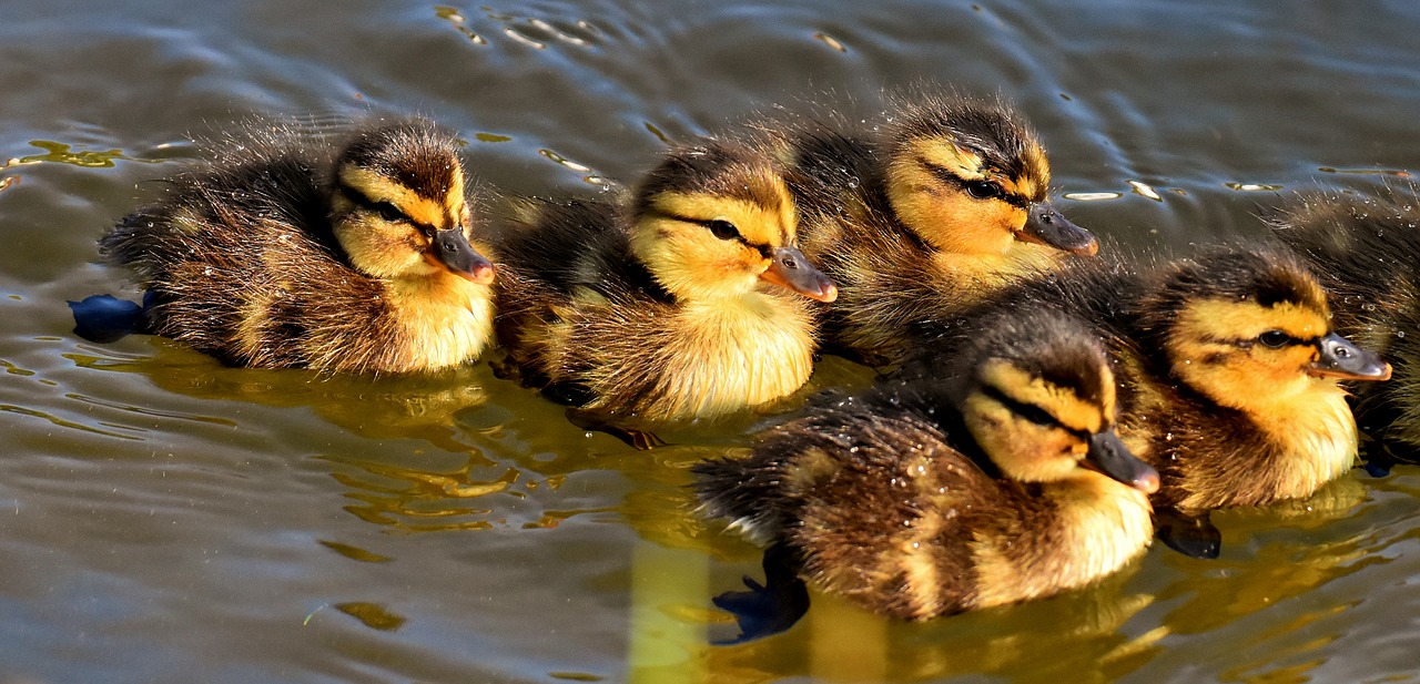 mallard  chicks  baby free photo