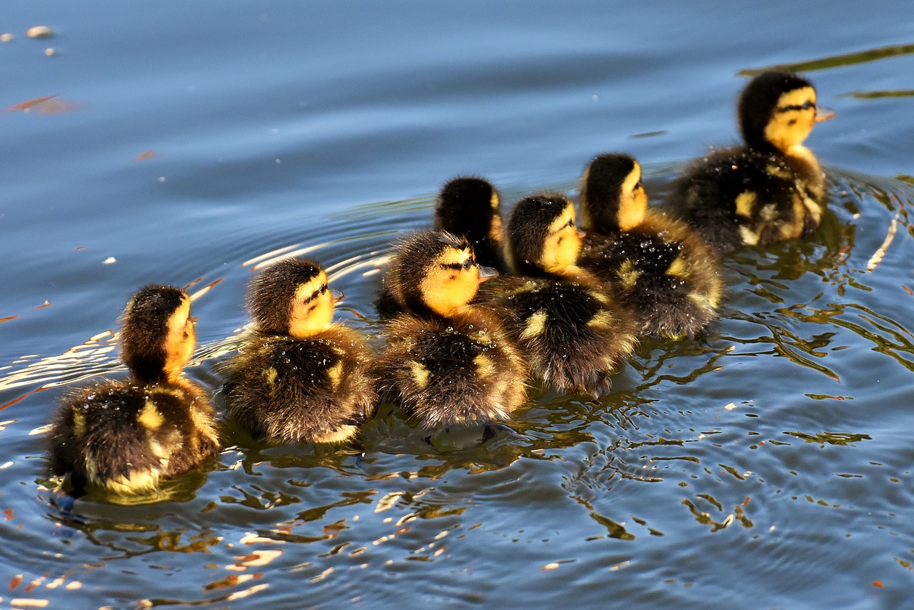 mallard  chicks  baby free photo