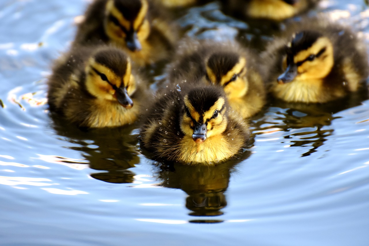 mallard  chicks  baby free photo