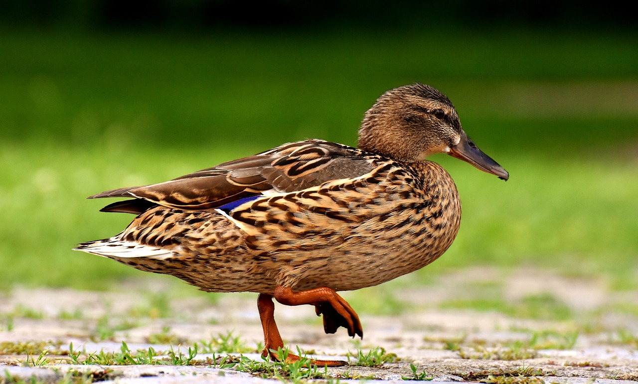 mallard  cute  nature free photo