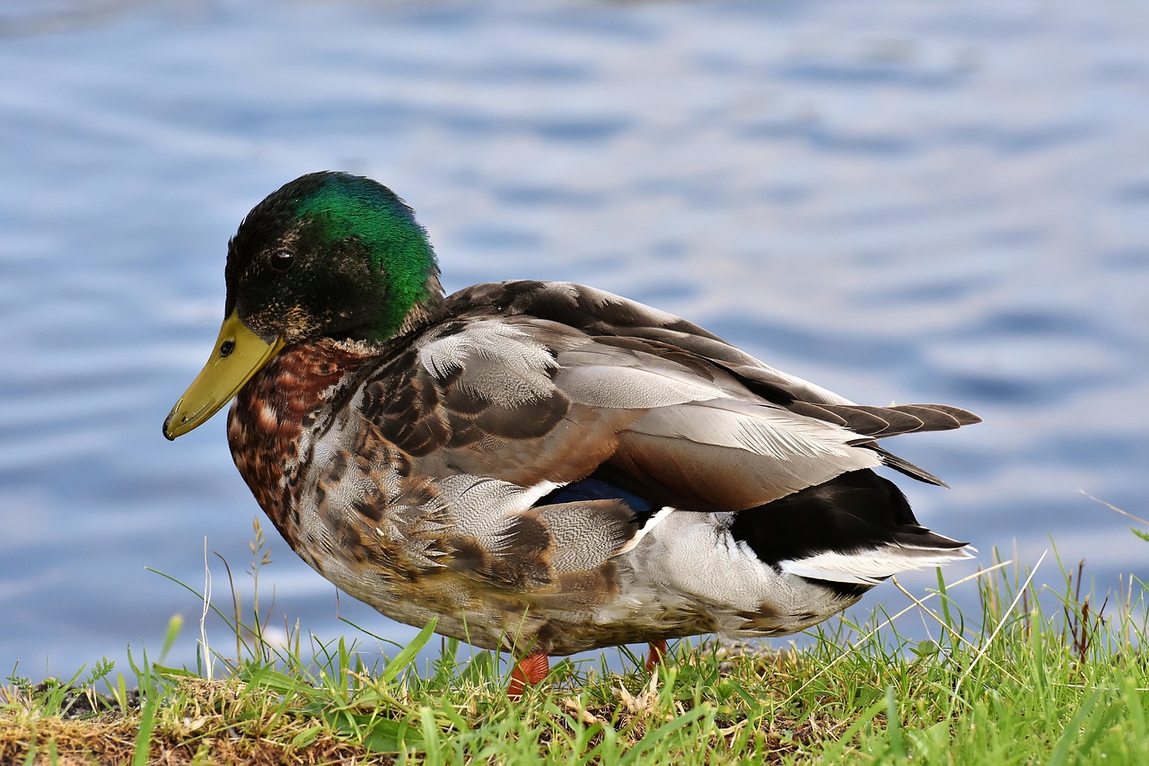 mallard  males  water bird free photo