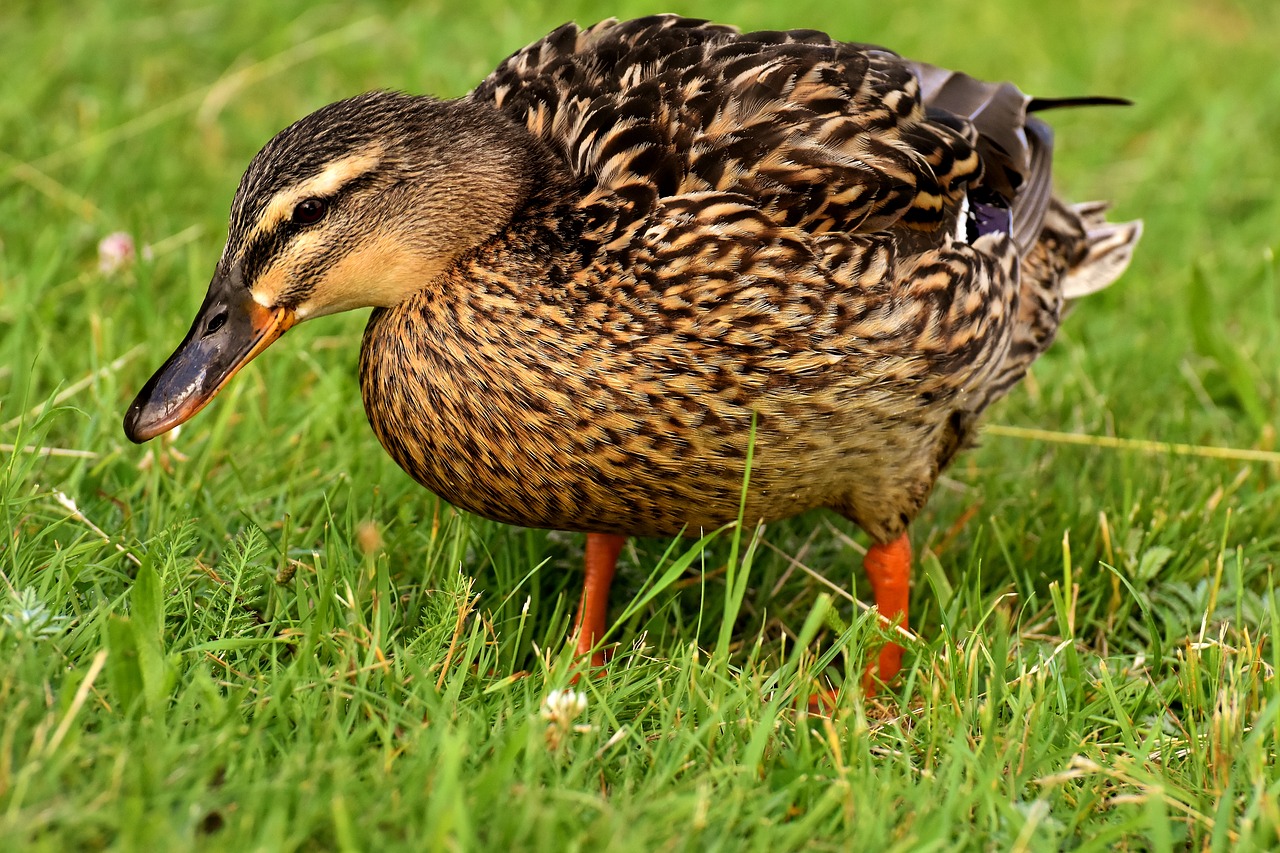 mallard  duck  bird free photo