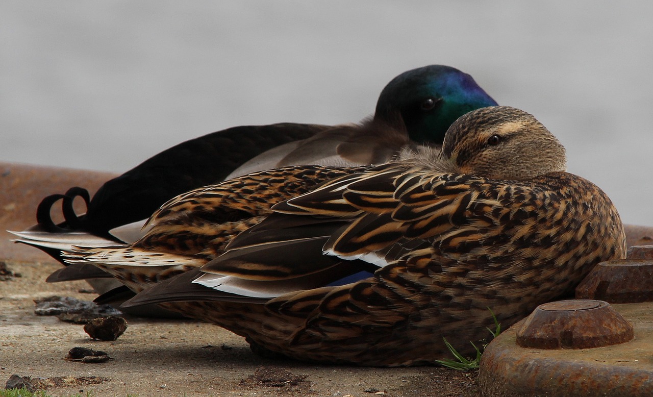 mallard anas platyrhynchos duck free photo