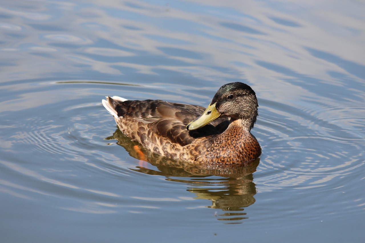 mallard  duck  anas platyrhynchos free photo